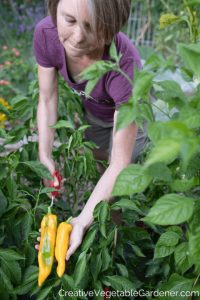 harvesting yellow peppers