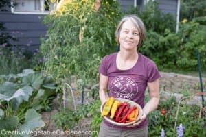 harvesting peppers