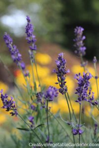 watering lavender