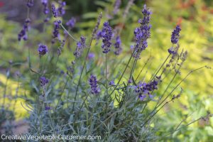 using lavender leaves