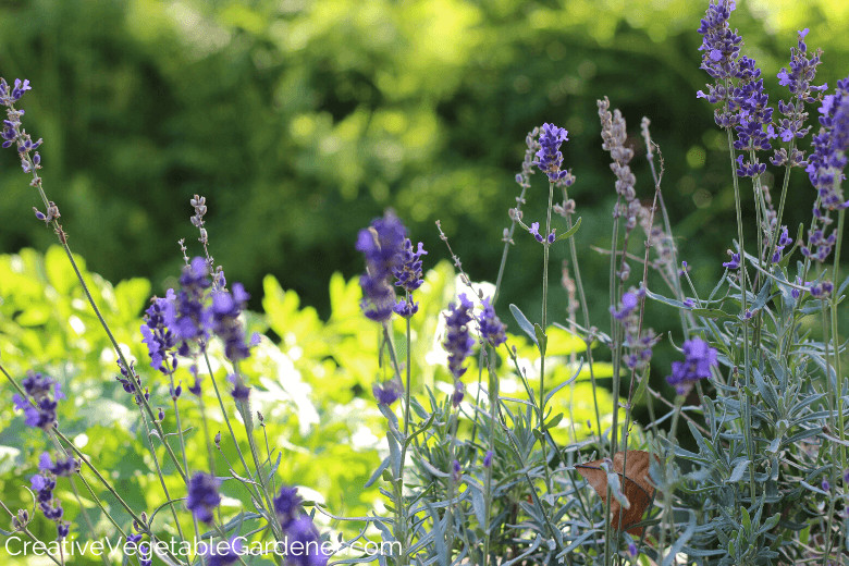 how to grow lavender