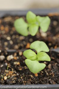 basil seedlings