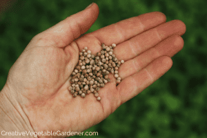 How do you grow cilantro from seed?