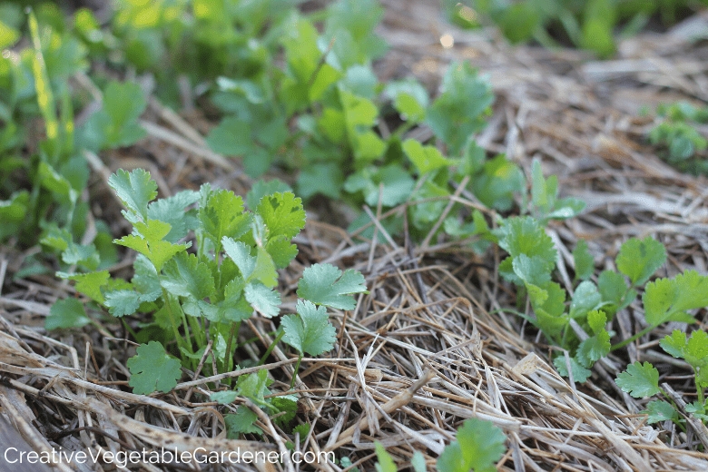 growing cilantro