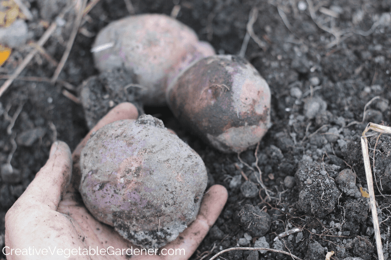 when to stop watering potatoes