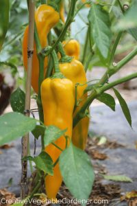 Yellow pepper plants with fruits