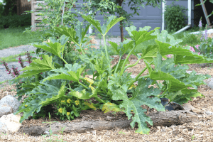 example of growing zucchini in a raised garden bed