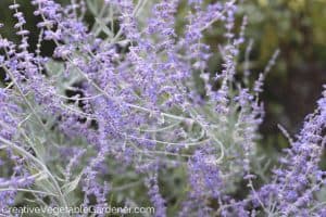 russian sage flowers vs lavender