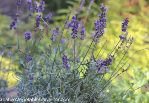 lavender blooms