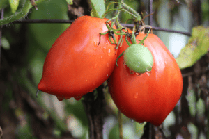 tips for growing tomatoes