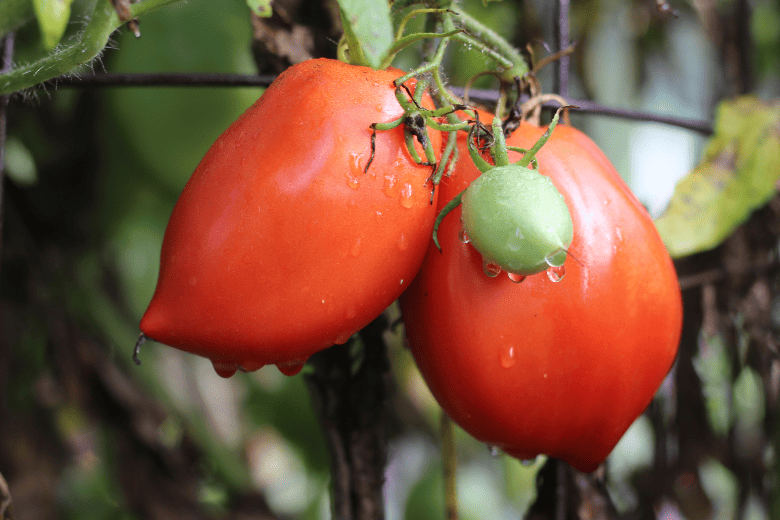 Tomatoes growing in the tomato cage