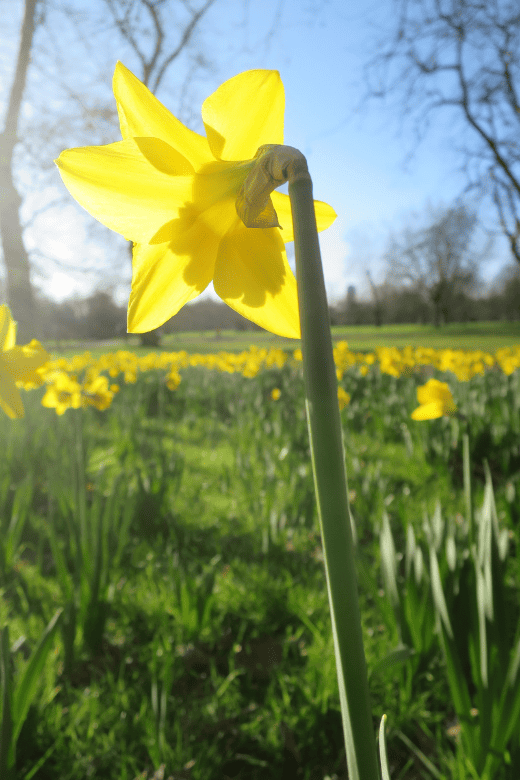 spring bulb