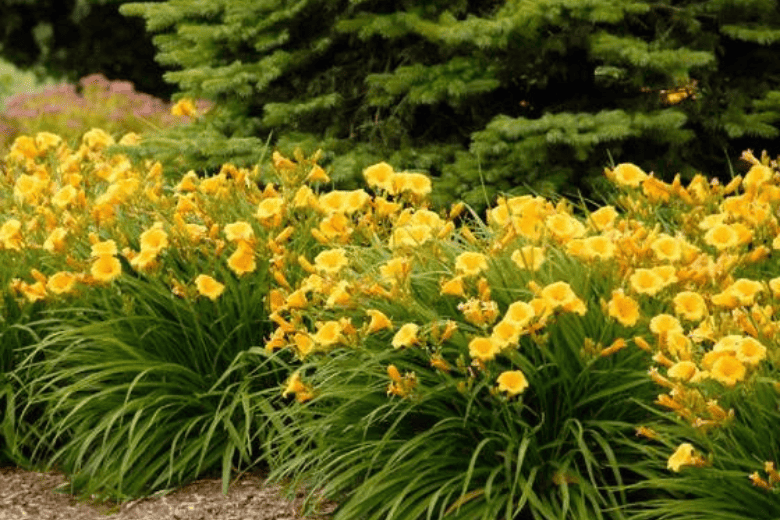 Stella D'oro Daylily border
