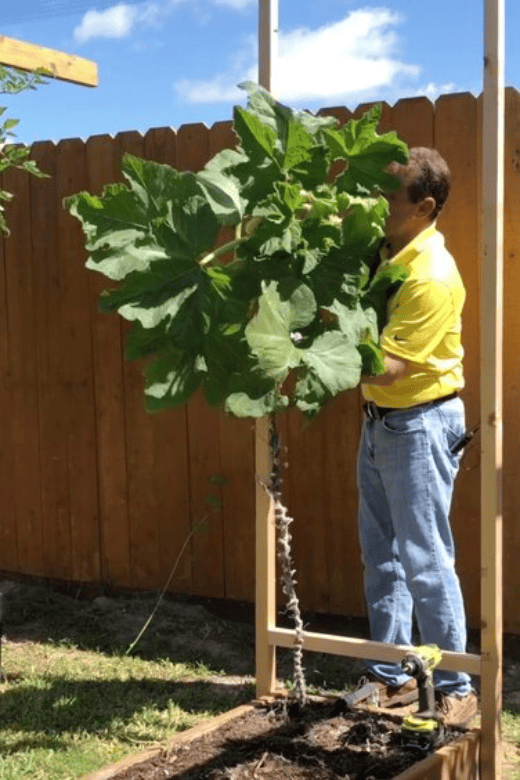 vertical trellis for zucchini