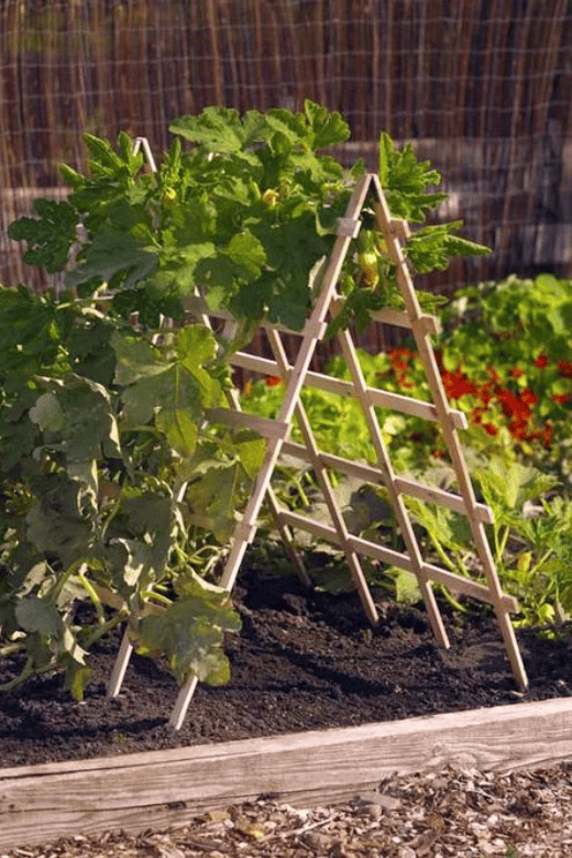 growing zucchini on a vertical trellis