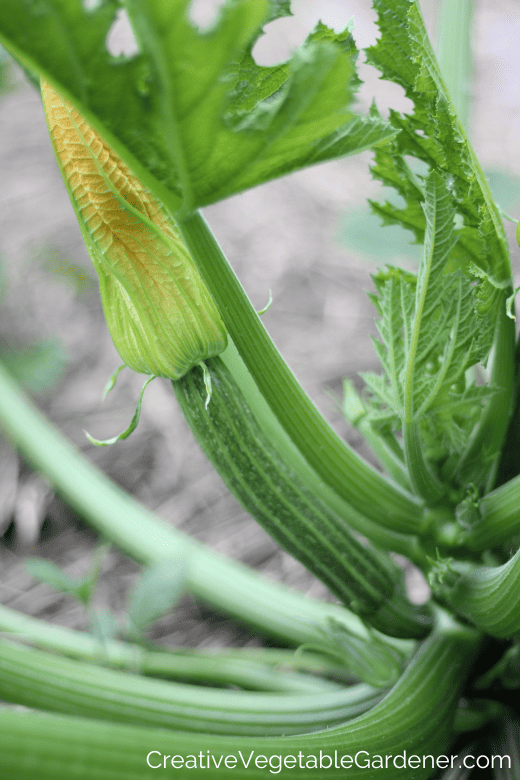 know when to pick zucchini