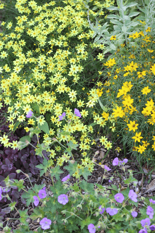 yellow display of coreopsis yellow display of coreopsis
