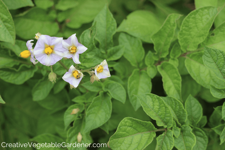 potatoes need how much sun
