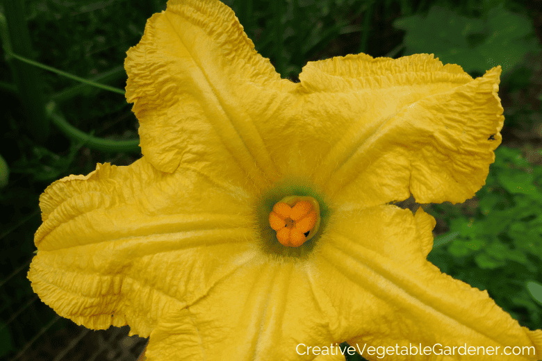 zucchini flower