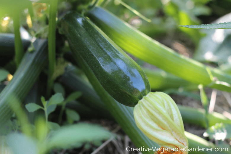 harvesting zucchini for best flavor