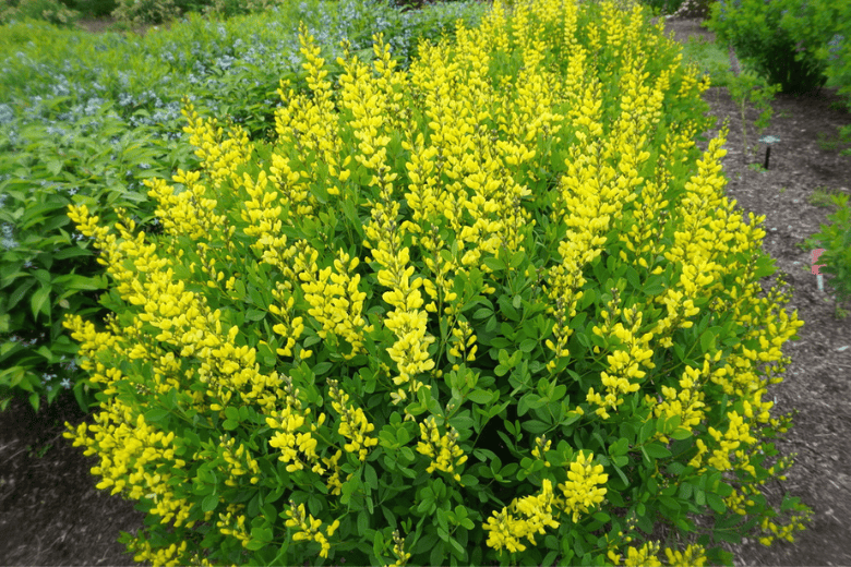 yellow wild indigo