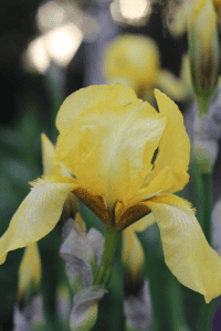 bright yellow tulip