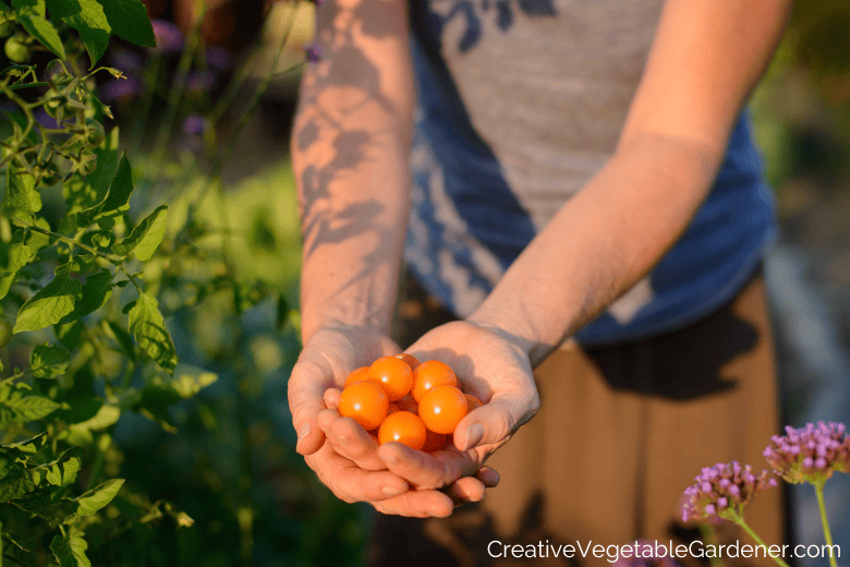 growing tomatoes in pots