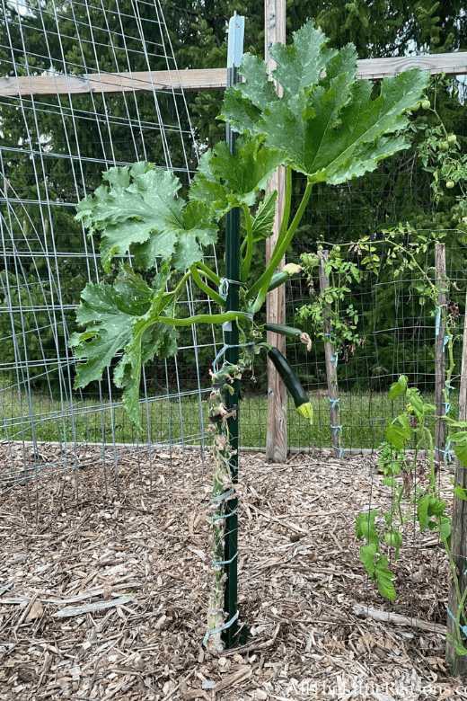 trellis for growing zucchini vertically