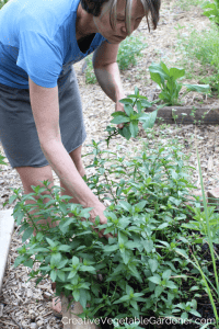 how to harvest mint varieties