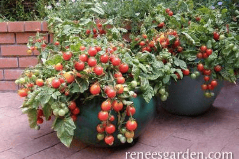 choosing varieties for pot tomatoes