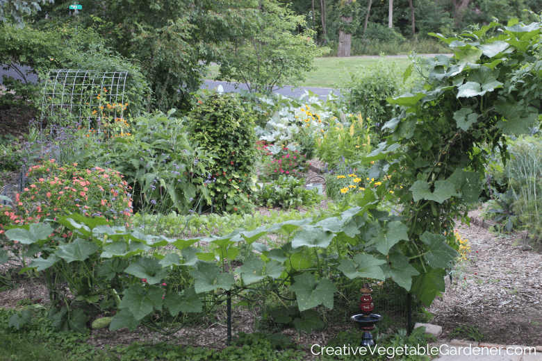 zucchini trellis pictures