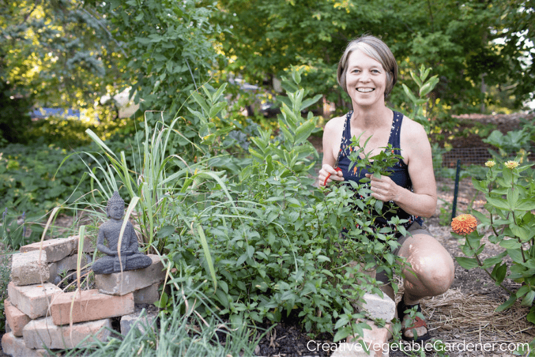 harvesting mint from garden