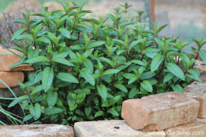 peppermint variety growing in garden