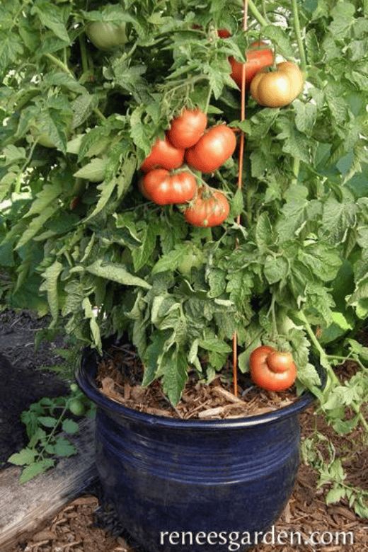 tasmanian chocolate patio tomatoes