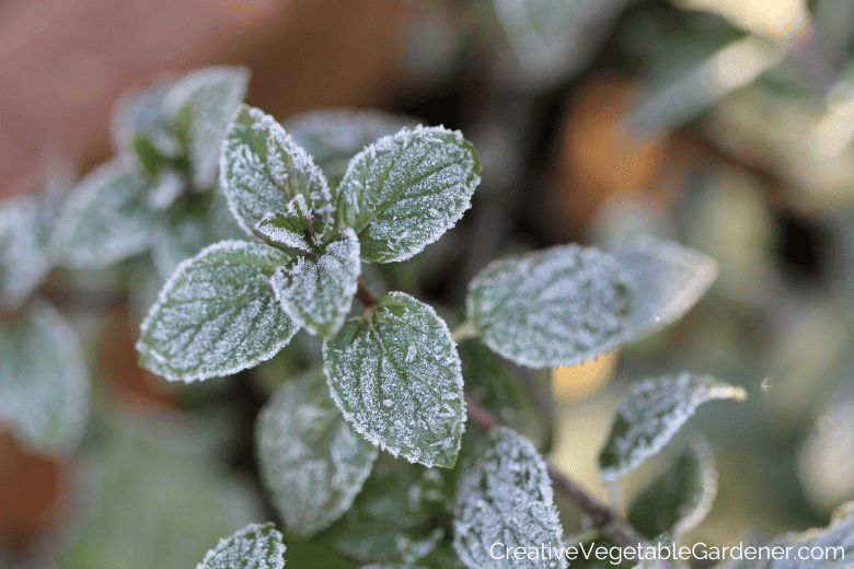 mint in frost