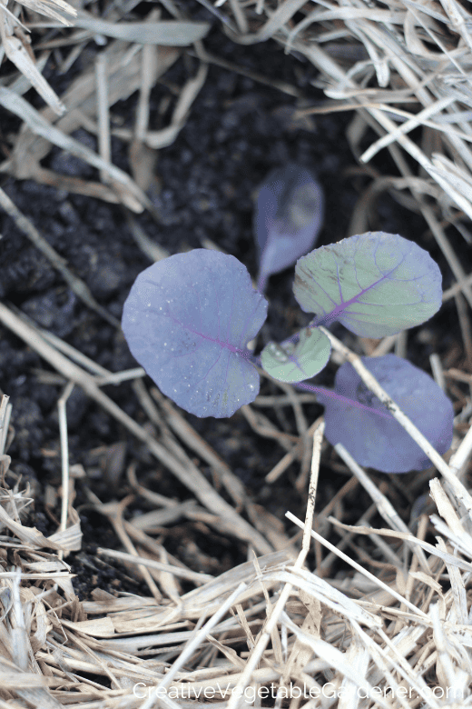 brussels sprouts plant growth stages