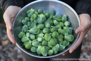 growing stages of brussels sprouts