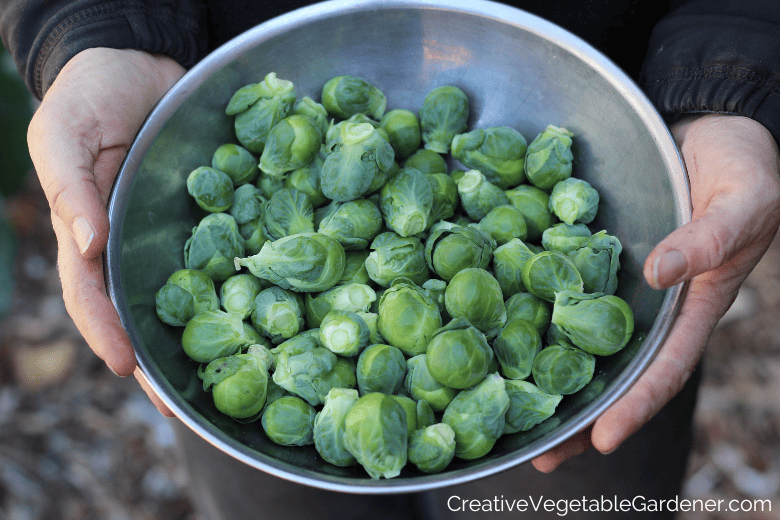 growing stages of brussels sprouts