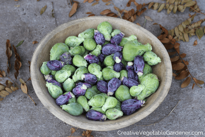 brussels sprouts in a bowl