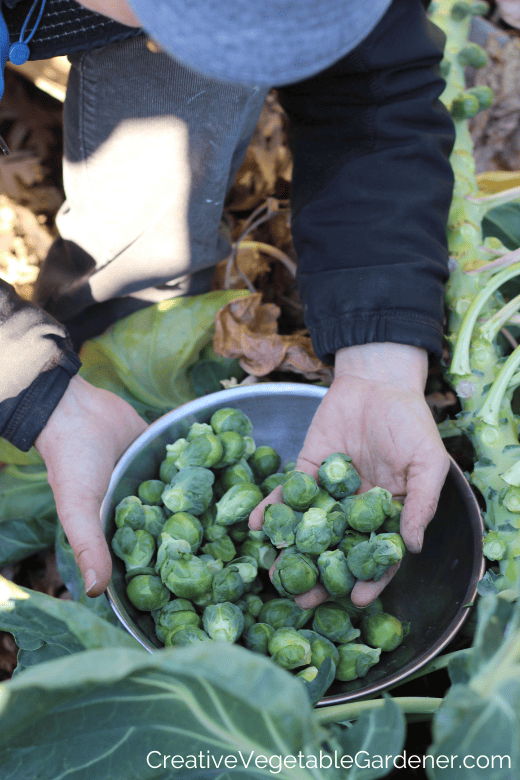 harvesting brussels spouts