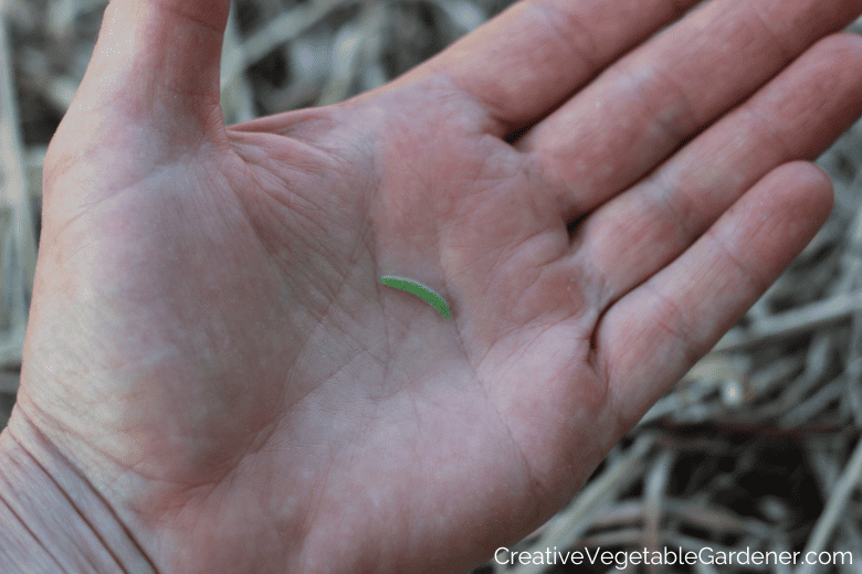 cabbage worm