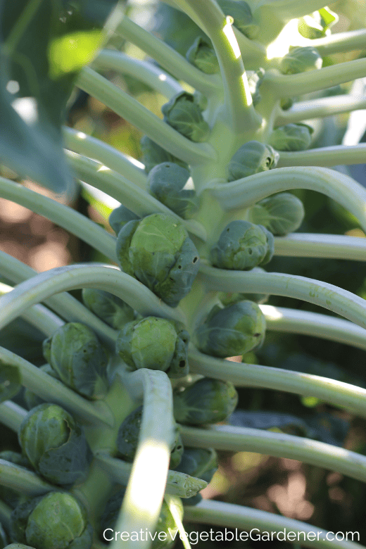 how to grow brussels sprouts