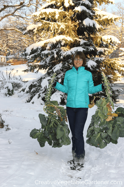 harvesting brussels sprouts in cold weather