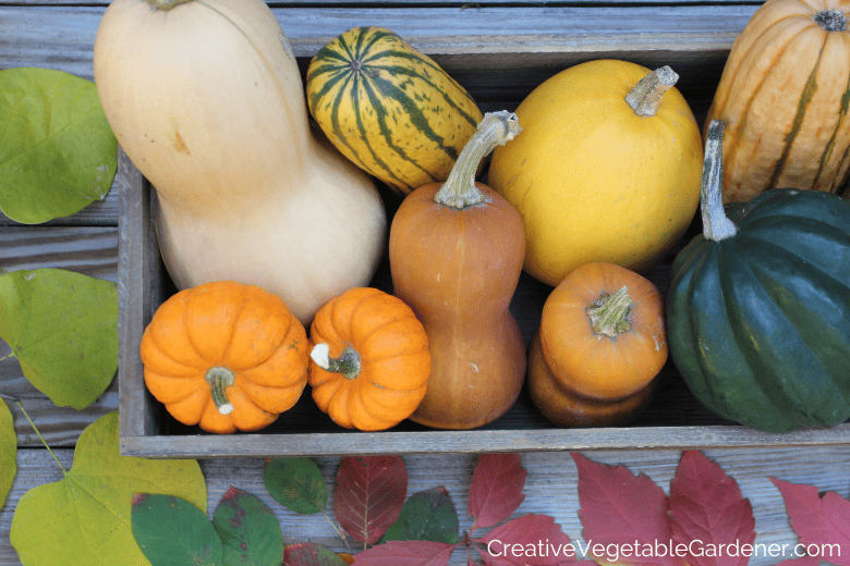 pumpkin harvest