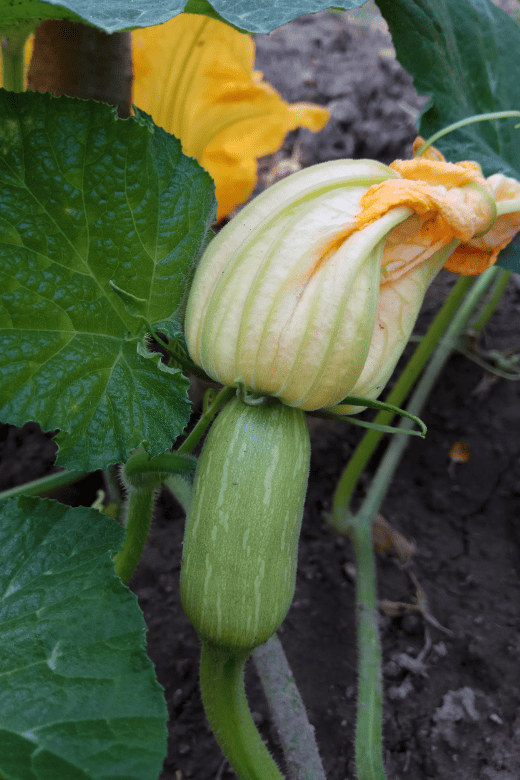 pumpkin flower and fruit