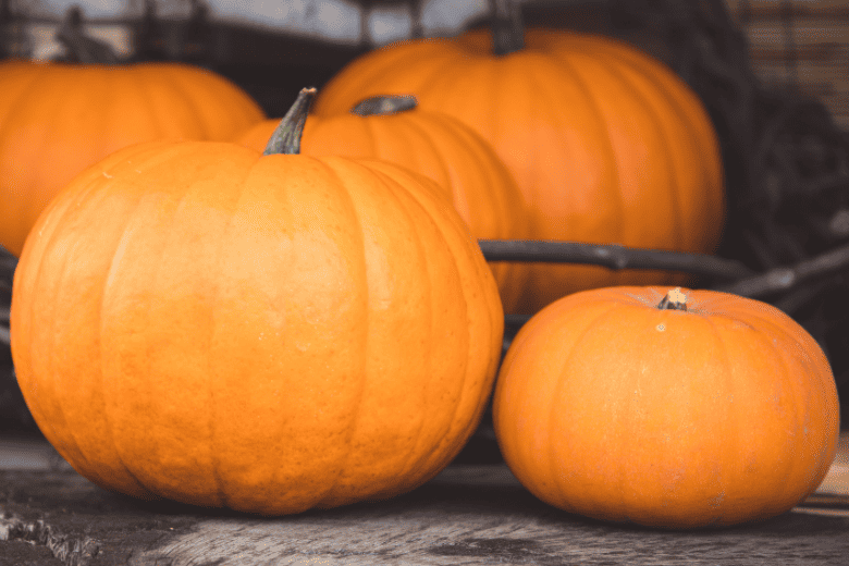 pumpkin harvest