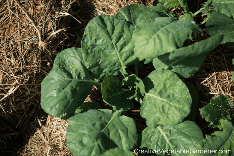 growing brussels sprouts