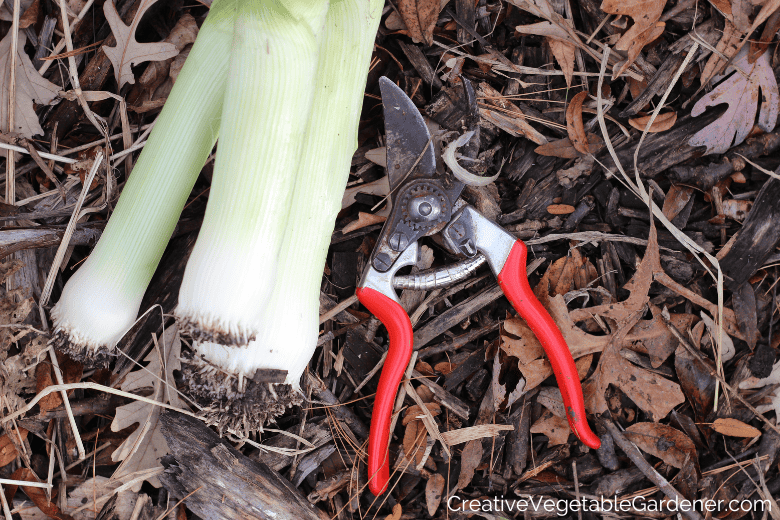 using pruners to harvest leeks