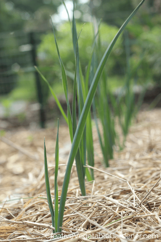 growing leeks in the garden