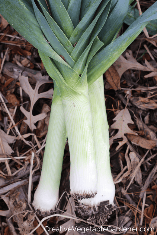 leeks in the garden